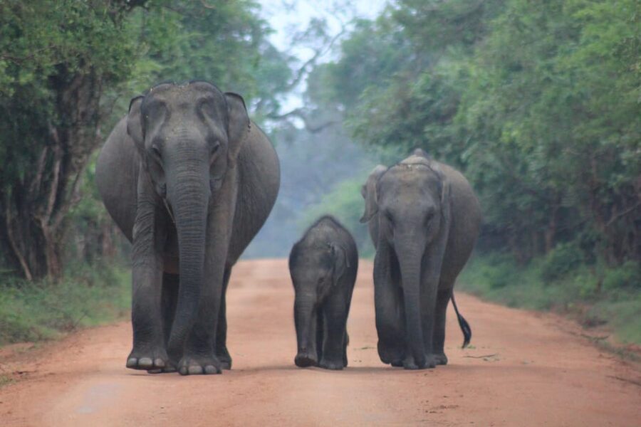 GALLE/MIRISSA/TANGALLE/HIRIKETIYA DROP to ELLA & YALA SAFARI - What you might see in Yala