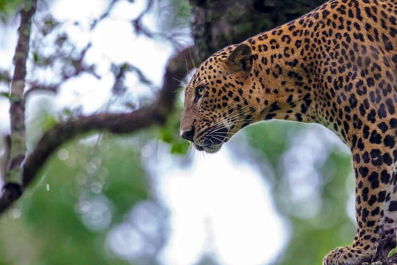 Galle/Mirissa/Tangalle: Transfer to Ella & Yala Safari - Pickup from the coast and the journey inland