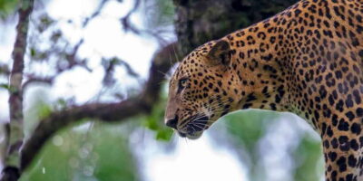 Galle/Mirissa: Yala & Udawalawe Safari Day Trip with Picnic