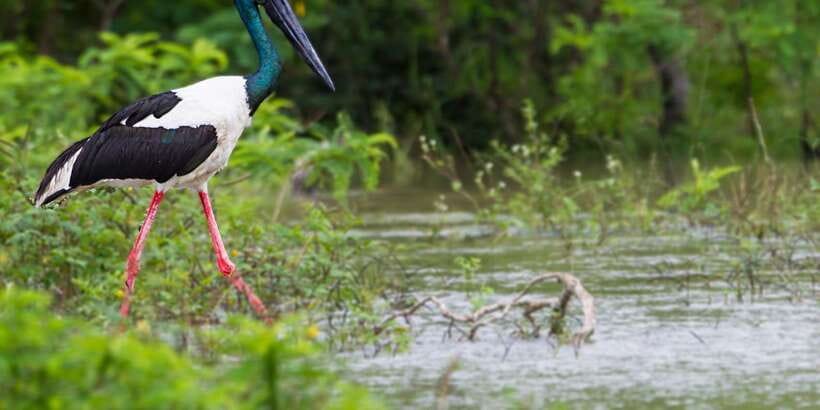 Galle/Mirissa: Yala & Udawalawe Safari Day Trip with Picnic - What the $101 price really covers