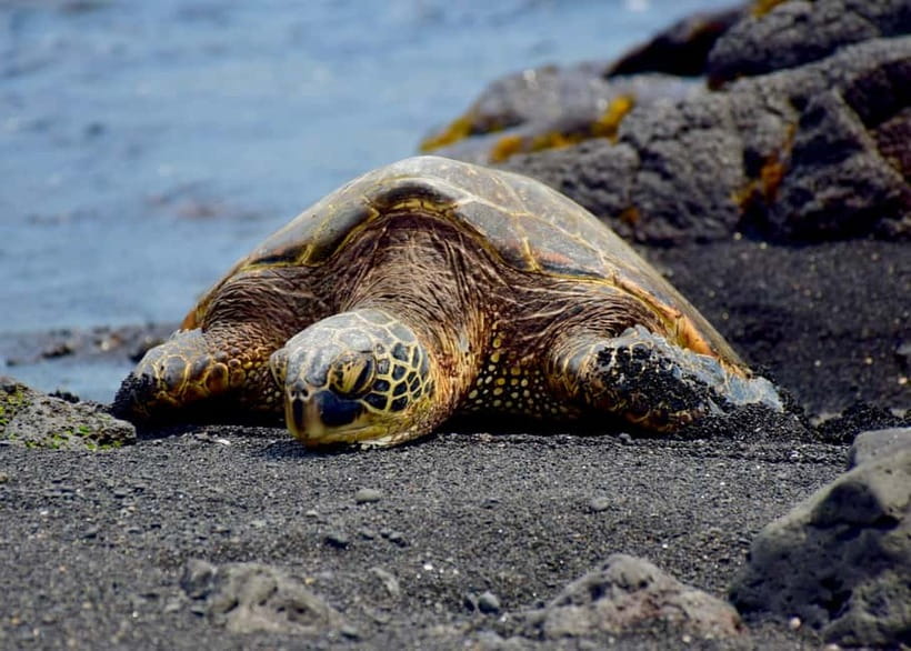 Galle Private Day Tours with Sea Turtles visit & Boat Safari - Galle Fort, with two ways to see it