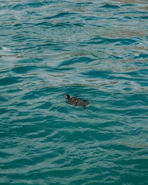 Galle Private Day Tours with Sea Turtles visit & Boat Safari - The guides make the private format useful
