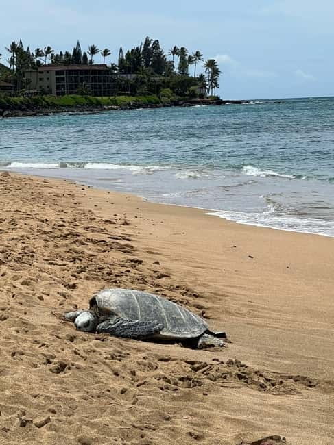 Galle Private Day Tours with Sea Turtles visit & Boat Safari - What the $45 price really covers