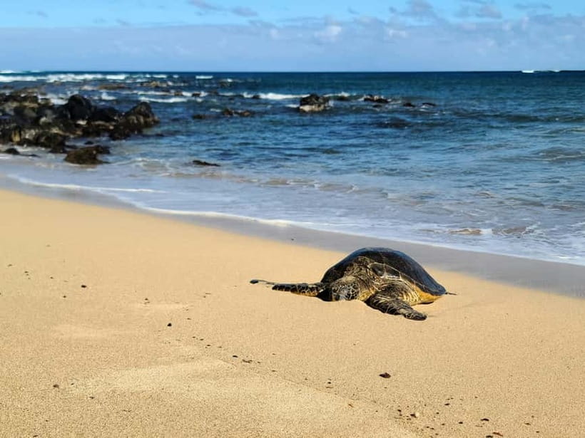 Galle Private Day Tours with Sea Turtles visit & Boat Safari - Timing, comfort, and practical preparation
