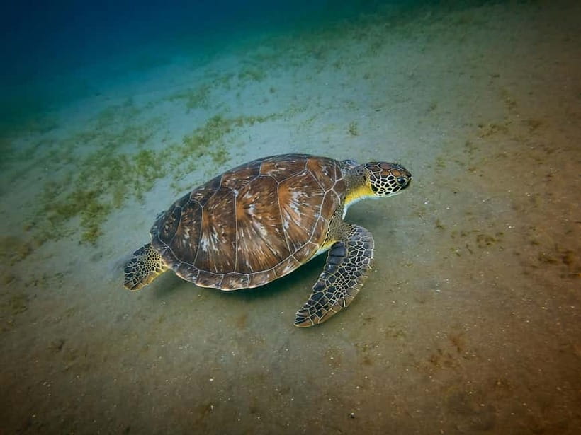 Galle Private Day Tours with Sea Turtles visit & Boat Safari - Starting at Madu River, where the day is at its best