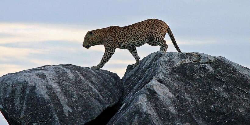 Galle/Unawatuna/Weligama/Mirissa: Yala National Park Safari - The return journey and the value of included transport