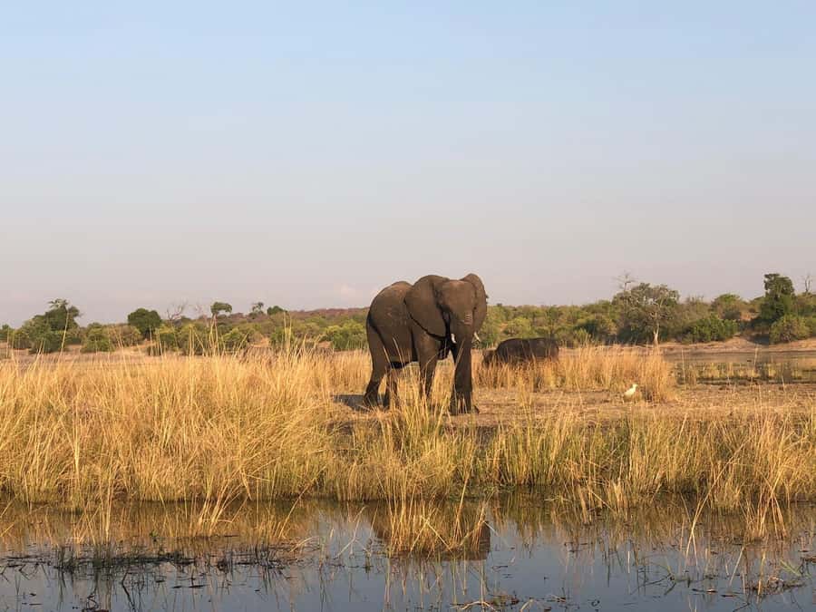 Game Drive And Rhino Walk Safari - Key points to know before booking