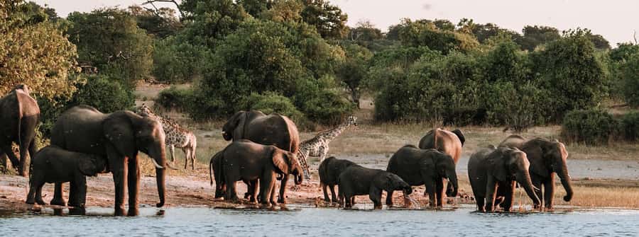 Game Drive And Rhino Walk Safari - A three-hour safari near Livingstone