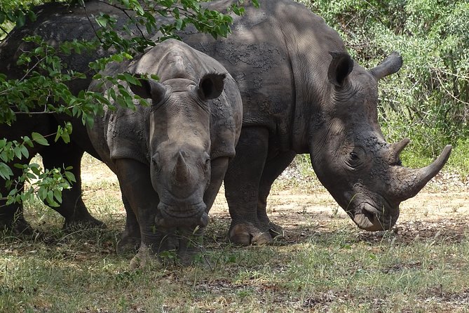 Game Drive & Rhino Safari Experience - MINIMUM 2 PEOPLE - Key points at a glance