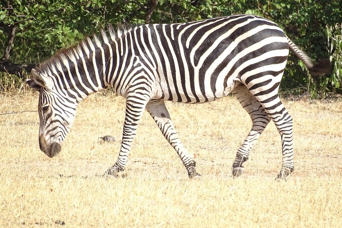 Game Drive & Rhino Safari Experience - MINIMUM 2 PEOPLE - Walking with guards to see white rhinos