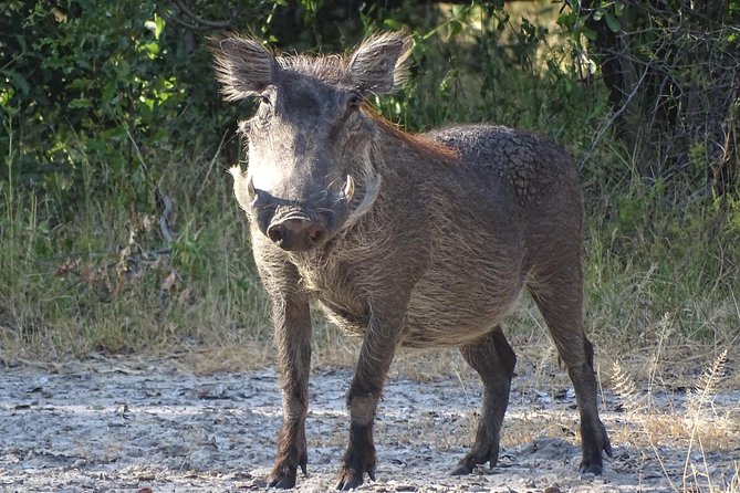 Game Drive & Rhino Safari Experience - MINIMUM 2 PEOPLE - How the three-hour format works for your day
