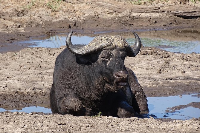 Game Drive & Rhino Safari Experience - MINIMUM 2 PEOPLE - What to expect in different seasons