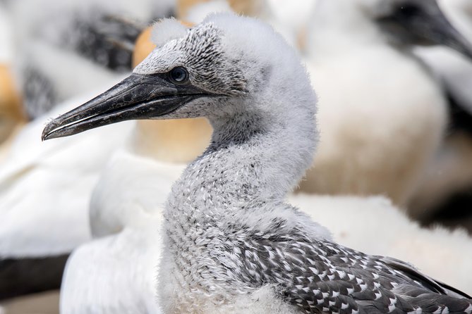 Gannet Safaris Overland tour to Cape Kidnappers Gannet Colony - Why Cape Kidnappers Is Worth the Trip