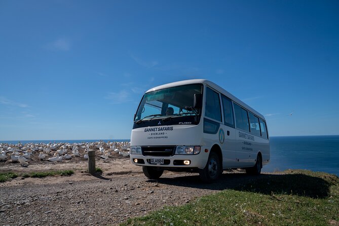 Gannet Safaris Overland tour to Cape Kidnappers Gannet Colony - What the Guide Commentary Adds
