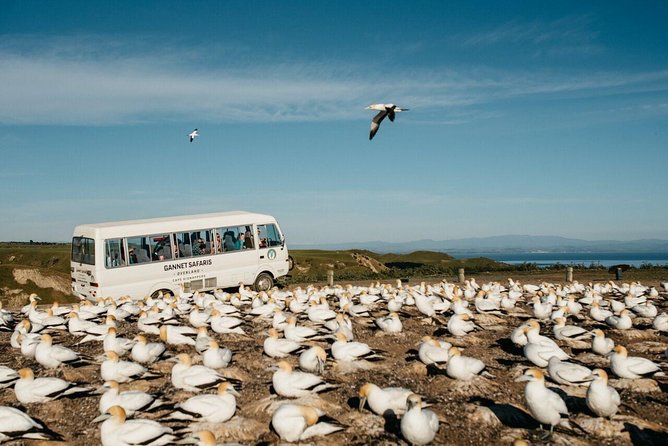 Gannet Safaris Overland tour to Cape Kidnappers Gannet Colony - Comfort, Group Size, and Physical Demands