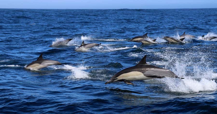 Gansbaai: Marine Big 5 Boat tour - Key points to know before you book
