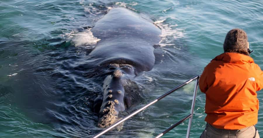 Gansbaai: Marine Big 5 Boat tour - Why Gansbaai is a strong base for marine wildlife