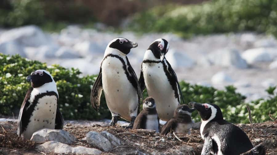 Gansbaai: Marine Big 5 Boat tour - Two hours on the water near Dyer Island