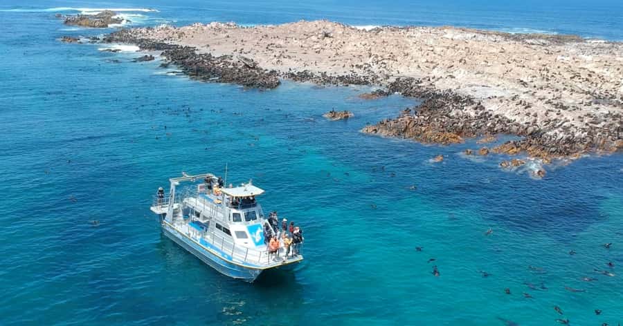 Gansbaai: Marine Big 5 Boat tour - What the marine biologist adds