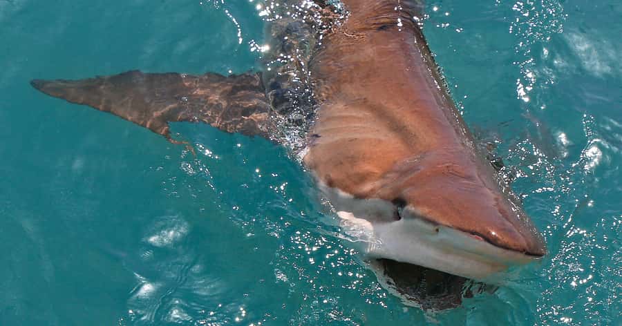 Gansbaai: Marine Big 5 Boat tour - The return to shore, soup, and trip footage