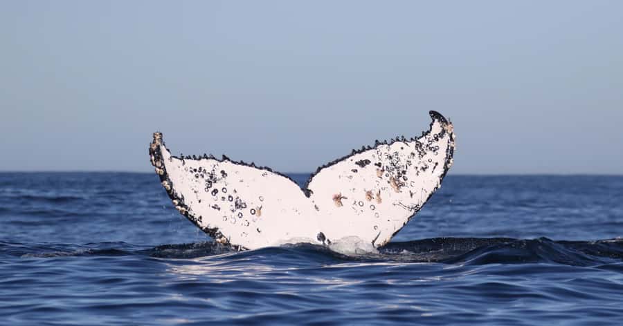 Gansbaai: Marine Big 5 Boat tour - The Cape Town transfer: convenient but long