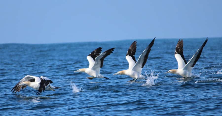 Gansbaai: Marine Big 5 Boat tour - What the $155 price really covers