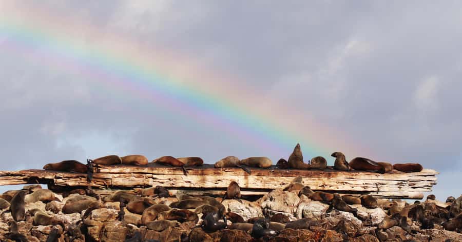 Gansbaai: Marine Big 5 Boat tour - Who should book this boat tour?