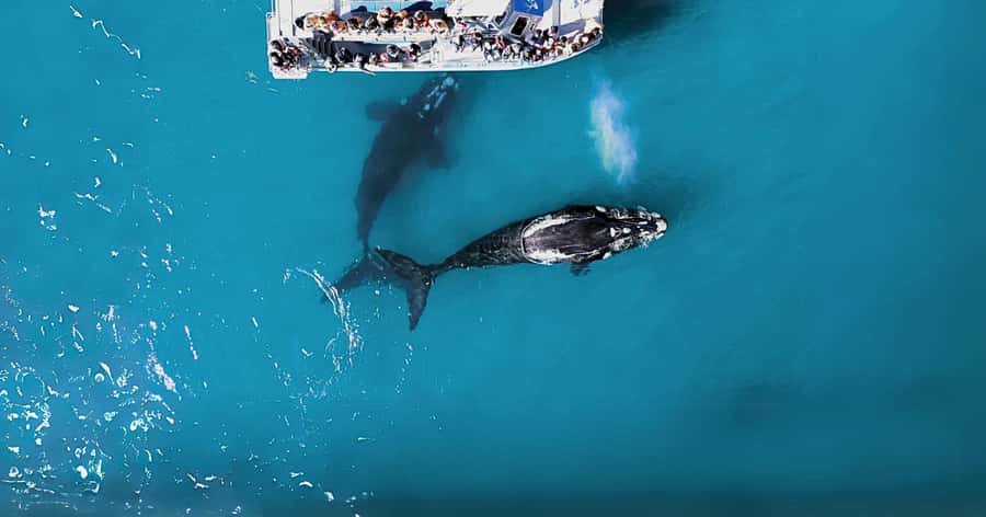 Gansbaai: Marine Big 5 Boat tour - Starting at The Great White House in Kleinbaai