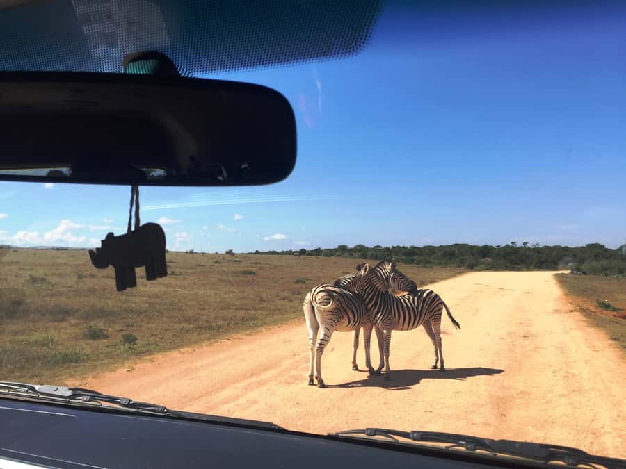 Garden Route and Addo Elephant National Park: 5-Day Safari - The accommodation and minibus reality