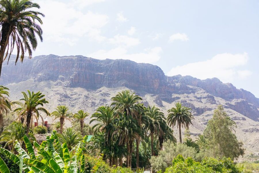 Gran Canaria: Camel Ride Safari w/ Optional Food & Transport - From Maspalomas to the Fataga Valley