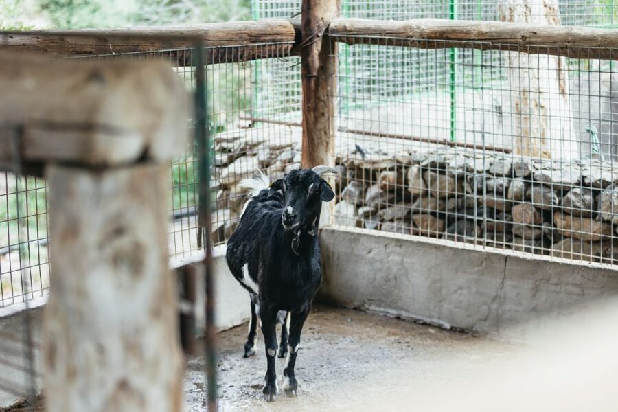Gran Canaria: Camel Ride Safari w/ Optional Food & Transport - Should You Book the Camel Safari Park?