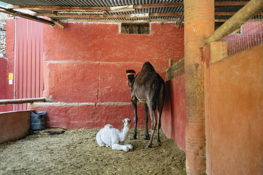 Gran Canaria: Camel Ride Safari w/ Optional Food & Transport - Price, Transport, and Overall Value