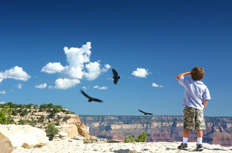 Grand Canyon: Morning Off-Road Safari with Skip the Gate - Why the separate entrance matters at the South Rim