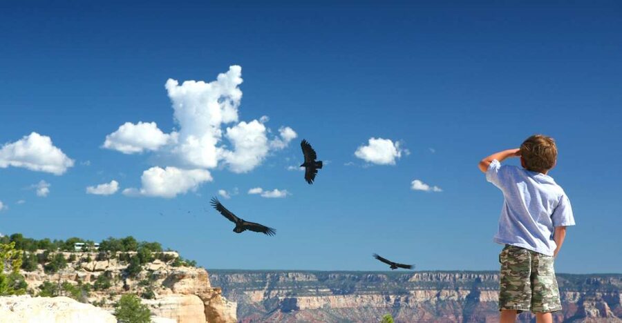 Grand Canyon: Morning Off-Road Safari with Skip the Gate - Your first view of the Grand Canyon