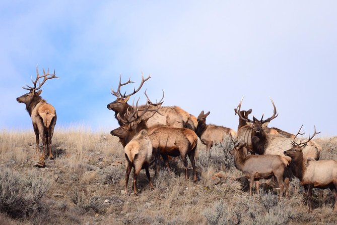 Grand Teton Wildlife Safari in a Enclosed or Open-Air Vehicle (season dependent) - Why the timing makes a difference