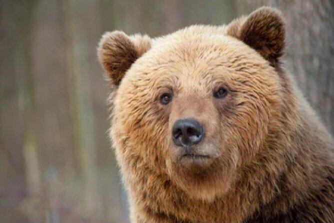 Grand Teton Wildlife Safari in a Enclosed or Open-Air Vehicle (season dependent) - Who will enjoy this tour most