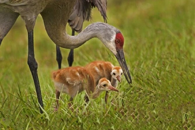 Grand Teton Wildlife Safari in a Enclosed or Open-Air Vehicle (season dependent) - Practical advice before you go