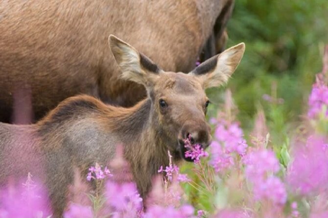 Grand Teton Wildlife Safari in a Enclosed or Open-Air Vehicle (season dependent) - The wildlife search and frequent photo stops