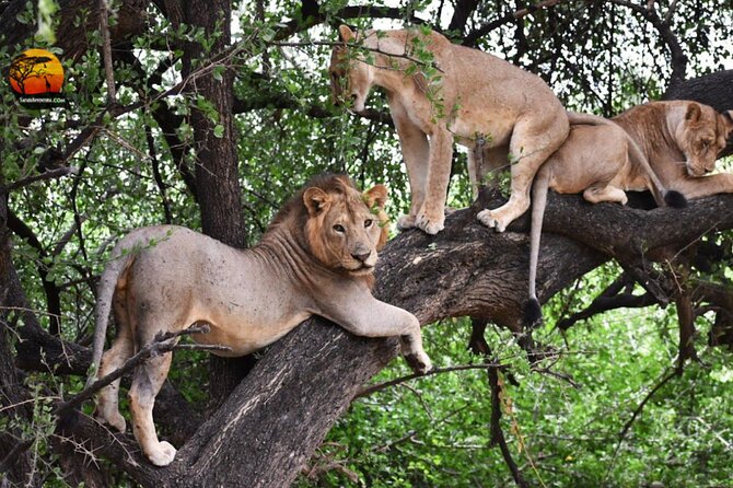 Group Safari 7 Days in Tanzania's Main Parks - Why this northern Tanzania route works