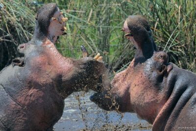 Group Safari 7 Days in Tanzania’s Main Parks