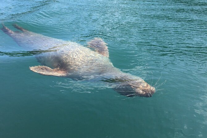 Guided Wildlife and Sea Cave Kayak Safari in English Riviera - Why this kayak safari feels different from a boat trip