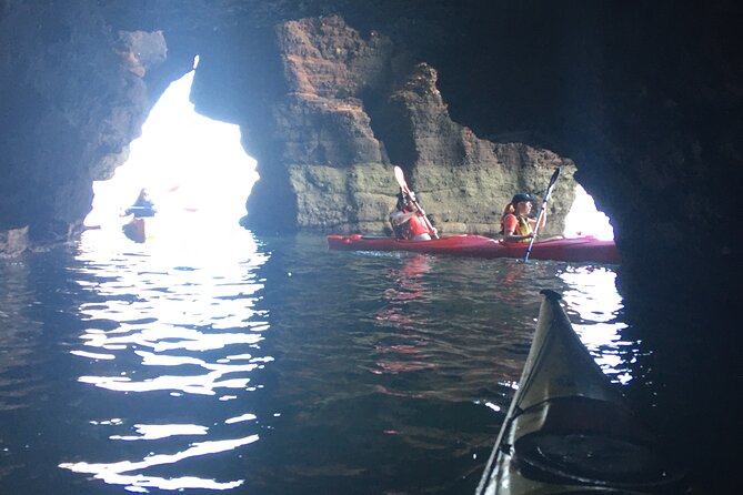 Guided Wildlife and Sea Cave Kayak Safari in English Riviera - Fossils and Devon’s geological story