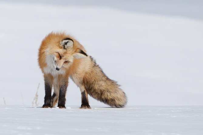 Half Day Grand Teton Wildlife Safari Tour - Key points at a glance
