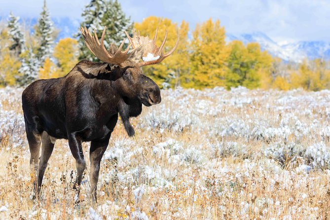 Half Day Grand Teton Wildlife Safari Tour - Grand Teton National Park: big views and shifting plans