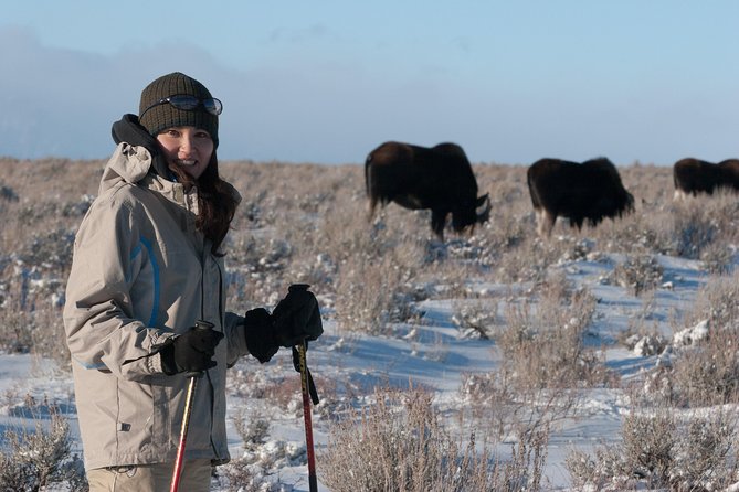 Half Day Grand Teton Wildlife Safari Tour - Moose Wilson Road: wooded habitat and patient searching