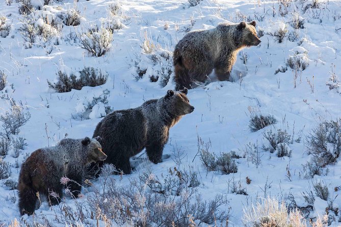 Half Day Grand Teton Wildlife Safari Tour - Seasonal conditions and what you might see