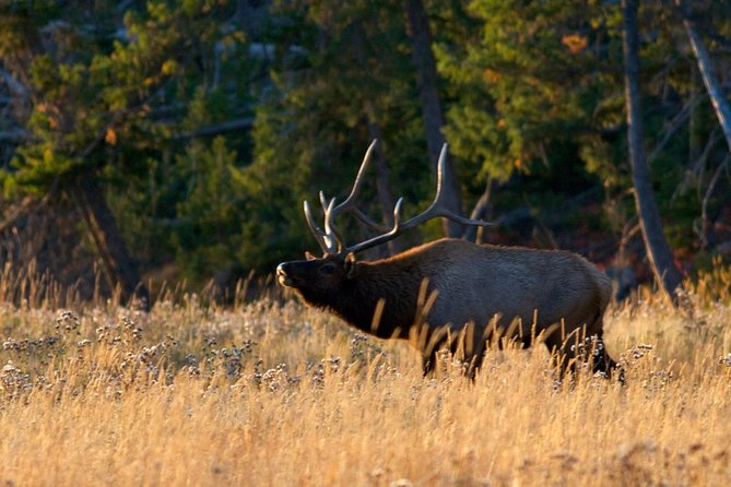 Half Day Group Sunset Wildlife Safari - Mormon Row and the first Teton views