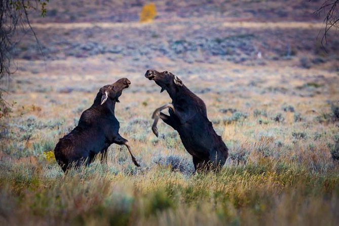 Half Day Group Sunset Wildlife Safari - Snake River Overlook and the big picture