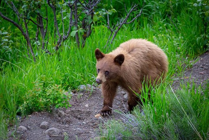 Half Day Group Sunset Wildlife Safari - Oxbow Bend, water, and wildlife watching