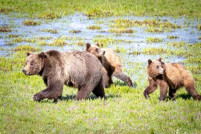 Half Day Group Sunset Wildlife Safari - The price: $168.95 and what you receive